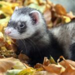 Freizeittipp | Ein besonderer Zoo – Der Alpenzoo Innsbruck
