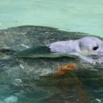 Süßer Seehundnachwuchs Im Zoo Augsburg