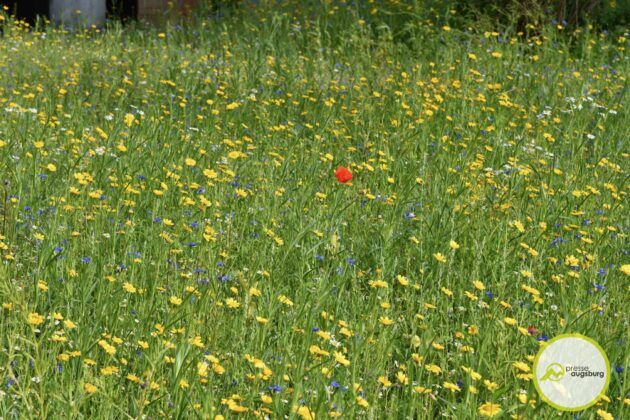 Galerie Zum Modular-Festle | Positives Fazit Trotz Coronaregelungen Und Regen