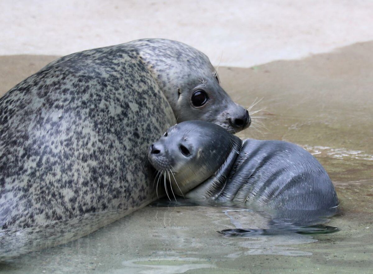 Süßer Seehundnachwuchs Im Zoo Augsburg