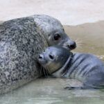 Süßer Seehundnachwuchs Im Zoo Augsburg