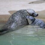 Süßer Seehundnachwuchs Im Zoo Augsburg