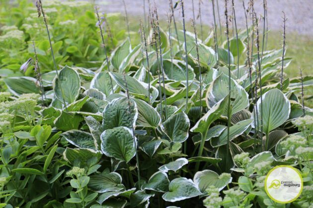 Die Fuggerei Wird 500 - Ein Rundgang Durch Die Siedlung Und Geschichte