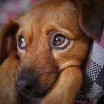 Vergifteter Hund in Altenmünster-Hennhofen – Polizei ermittelt nach Giftköder-Verdacht