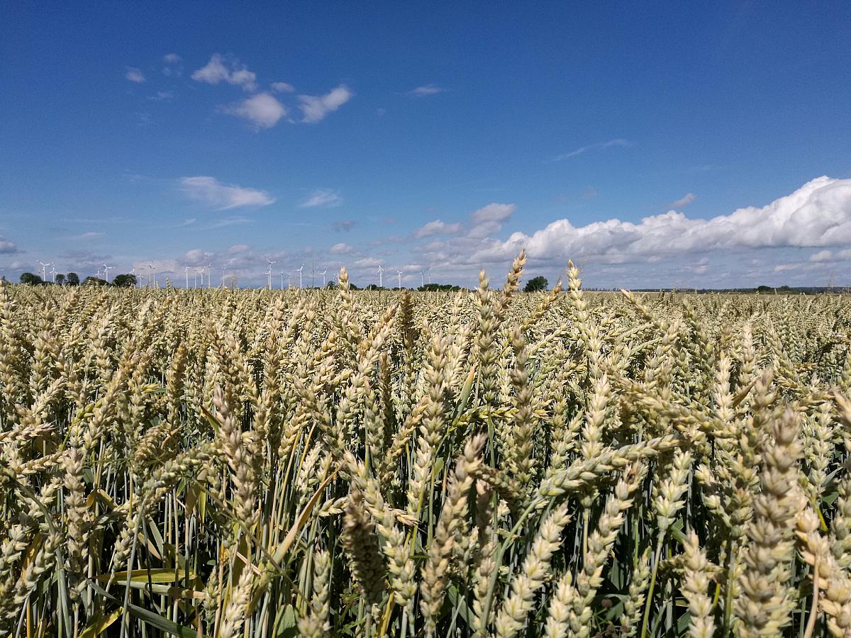 Eu Draengt Auf Mehr Unterstuetzung Bei Weizenexporten Aus Ukraine