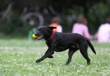 Tierschutzbund: Hälfte der Einnahmen aus Hundesteuer an Tierheime