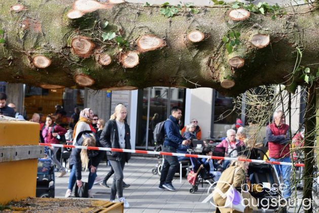 Alle Jahre Wieder | &Quot;Christbaum Für Alle&Quot; Wurde Für Den Augsburger Christkindlesmarkt Aufgestellt