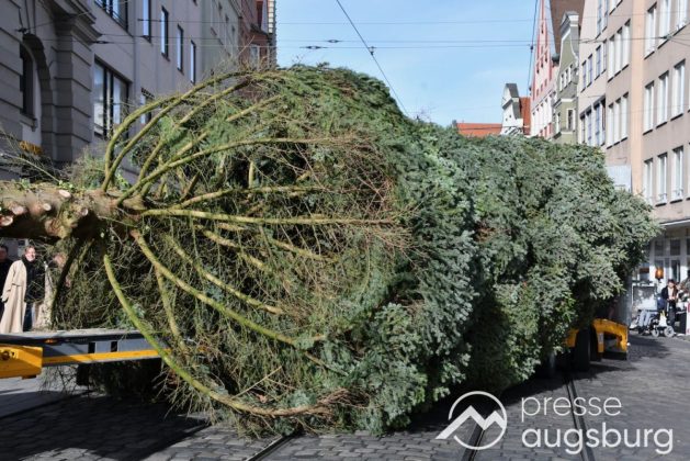 Alle Jahre Wieder | &Quot;Christbaum Für Alle&Quot; Wurde Für Den Augsburger Christkindlesmarkt Aufgestellt
