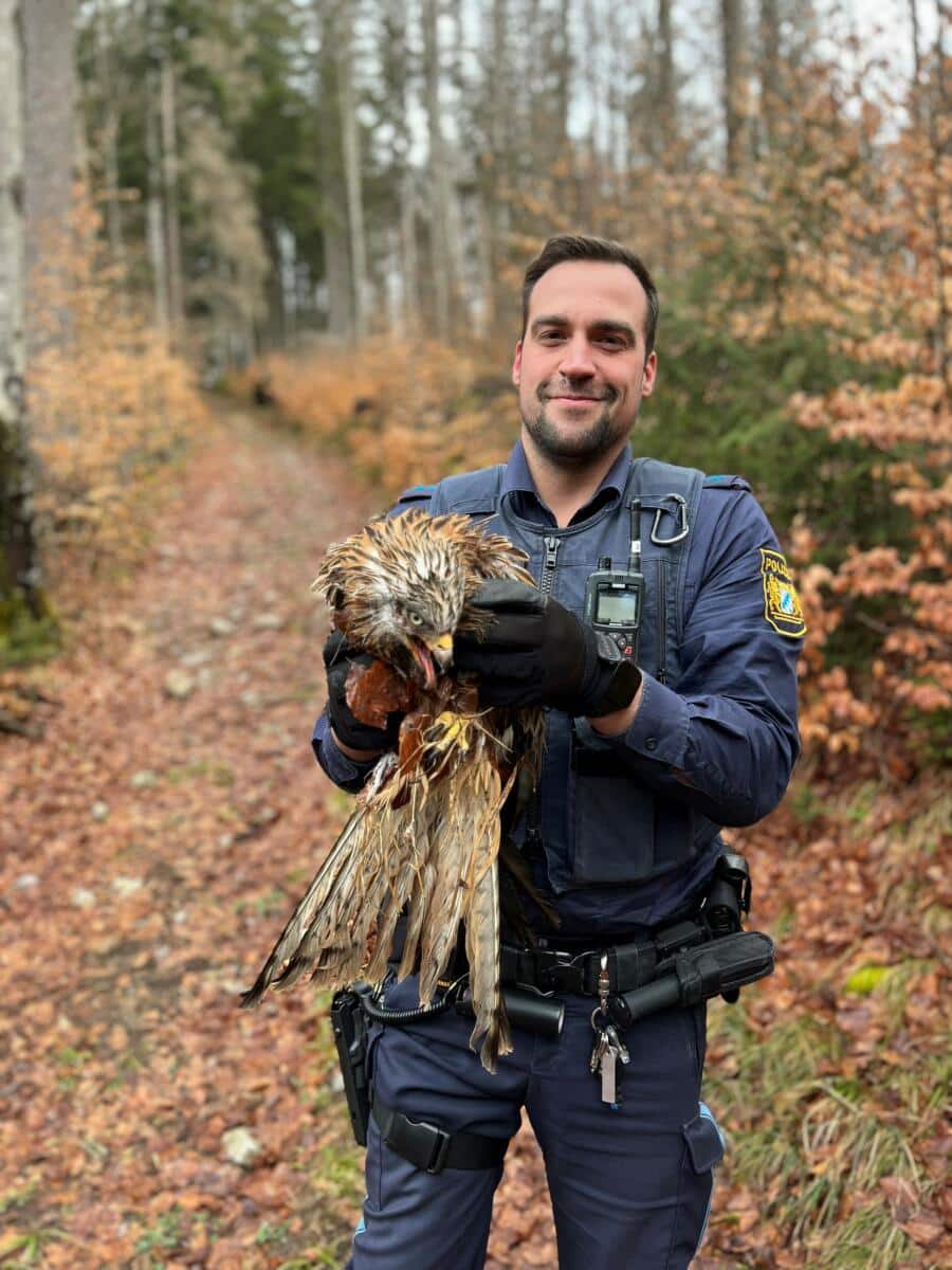 Fischen | Verletzten Rotmilan An Wildpark Übergeben