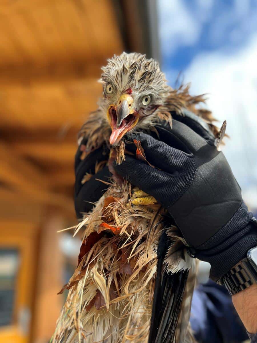 Fischen | Verletzten Rotmilan An Wildpark Übergeben