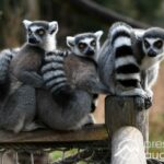 Zoo Augsburg aktuell | Warten auf wärmeres Wetter und interessierte Besucher