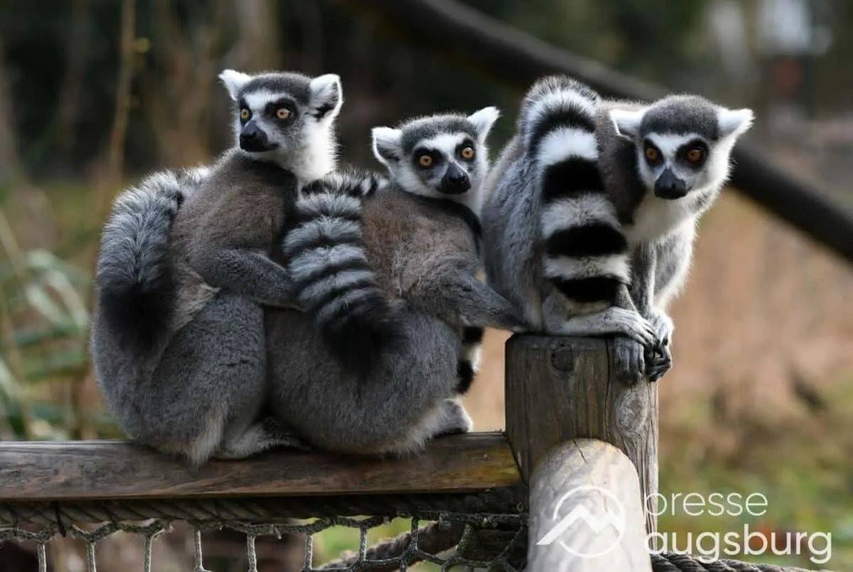 Zoo Augsburg aktuell | Warten auf wärmeres Wetter und interessierte Besucher