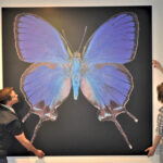 Schmetterlinge „Ganz Nah – Bläulinge“ – Naturmuseum Augsburg zeigt Fotoausstellung