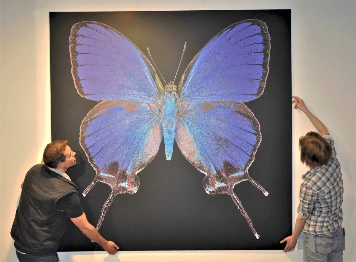 Schmetterlinge „Ganz Nah – Bläulinge“ – Naturmuseum Augsburg zeigt Fotoausstellung