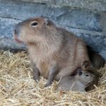 Oh wie süß – Nachwuchs im Zoo Augsburg