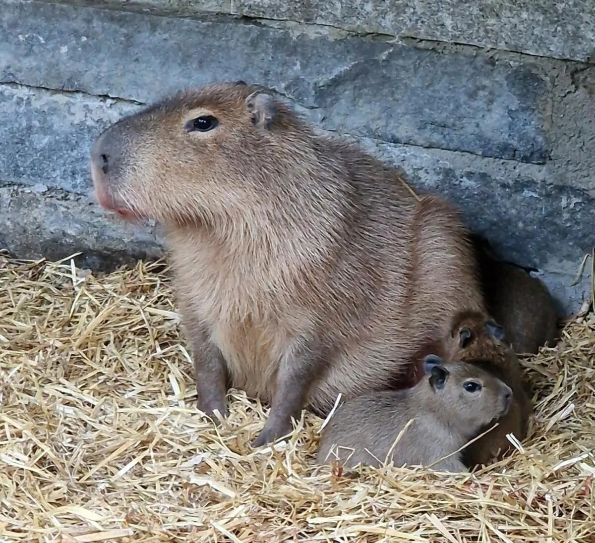 Oh wie süß – Nachwuchs im Zoo Augsburg
