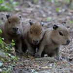 Zoo Augsburg aktuell | Nachwuchs und Sonne – beste Bedingungen laden zum Ausflug ein