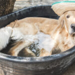 Was sind die Hundstage? Tierische Hitze Ende Juli und im August
