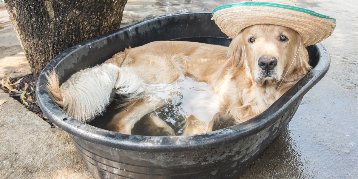 Was sind die Hundstage? Tierische Hitze Ende Juli und im August