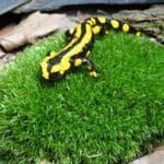 Tag des Feuersalamanders | Zoo Augsburg macht am Sonntag auf die Bedrohung der heimischen Reptilien aufmerksam