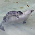 Zoo Augsburg aktuell | Ein tierischer Sommer