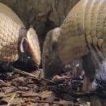 Zoo Augsburg aktuell | Ein tierisch goldener Herbst