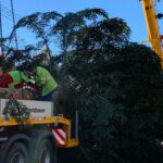 „Christbaum für Alle“ aus Neusäß-Westheim steht auf dem Augsburger Rathausplatz