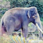 Drei “Belgier” für den Zoo Augsburg – Neue Elefanten kommen aus Paira Daiza und Antwerpen