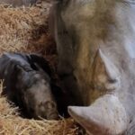 Zoo Augsburg freut sich über Nashorn-Geburt