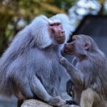 Nach Kritik an Pavian-Abgabe an Forschungseinrichtung | Zoo Augsburg erklärt sich erneut: “Zucht der Paviane wird verhindert”