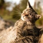 Lohnt es sich, eine Katzenversicherung abzuschließen?