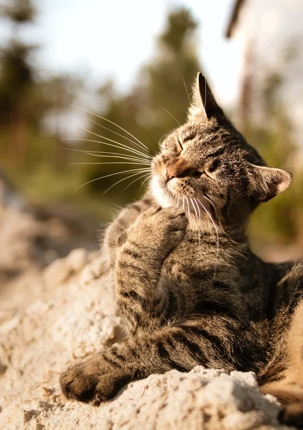 Lohnt es sich, eine Katzenversicherung abzuschließen?