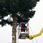 Aus dem Augsburger “Christbaum für Alle” wird der Narrenbaum für den Fasching