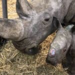 Zoo Augsburg aktuell | Ein Nashornbaby namens Paco und noch vieles mehr