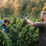 Cannabisanbau ist bald erlaubt – wie gelingt eine erfolgreiche Ernte?