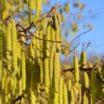 Hasel- und Erlenpollen in der Luft – Für Allergikerinnen und Allergiker gibt es Bayerns kostenlose Pollenflug-App