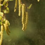 Sie sind wieder da! – Birkenpollen – Für Pollenallergiker beginnt die schlimmste Zeit des Jahres