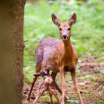 Wildtiere bekommen derzeit ihren Nachwuchs – Brut- und Setzzeit im Augsburger Stadtwald