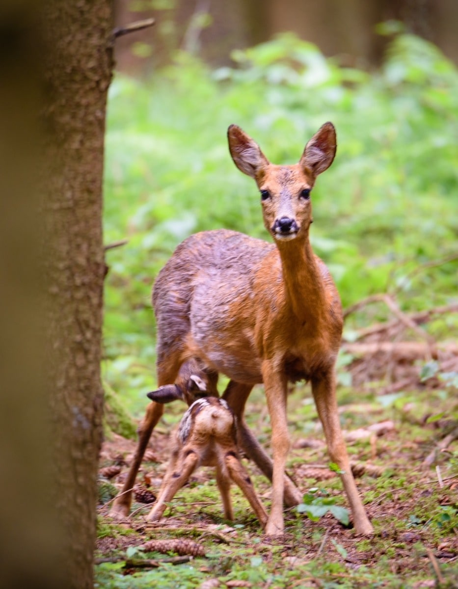 Wildtiere bekommen derzeit ihren Nachwuchs - Brut- und Setzzeit im Augsburger Stadtwald 2 Wildtiere Bekommen Derzeit Ihren Nachwuchs - Brut- Und Setzzeit Im Augsburger Stadtwald