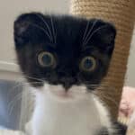 Hilferuf wird zu schlimmem Tierschutzfall | Tierschutzverein Augsburg sucht liebevolles Zuhause für rund 20 Scottish-Fold-Katzen