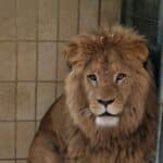 Zoo Augsburg nimmt neue Löwen in Empfang