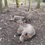 Landsberg am Lech | Nachwuchs im Lechpark Pössinger Au: 23 Frischlinge geboren 