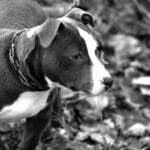 Pitbull verschluckt Ball und stirbt | Frau wird bei Rettungsversuchen verletzt