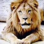 Zoo Augsburg aktuell | Von neuen “Königen” und anderen tierischen Bewohnern