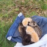 Junge Kätzchen im Wald ausgesetzt | Tierschutzverein Neuburg-Schrobenhausen sucht Ammenkatzen