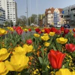 Der Frühling ist in Neu-Ulm eingezogen – Wunderschöne Blütenpracht am Augsburger-Tor-Platz
