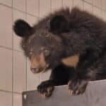 Neuer Bewohner für die Bärenanlage im Zoo Augsburg