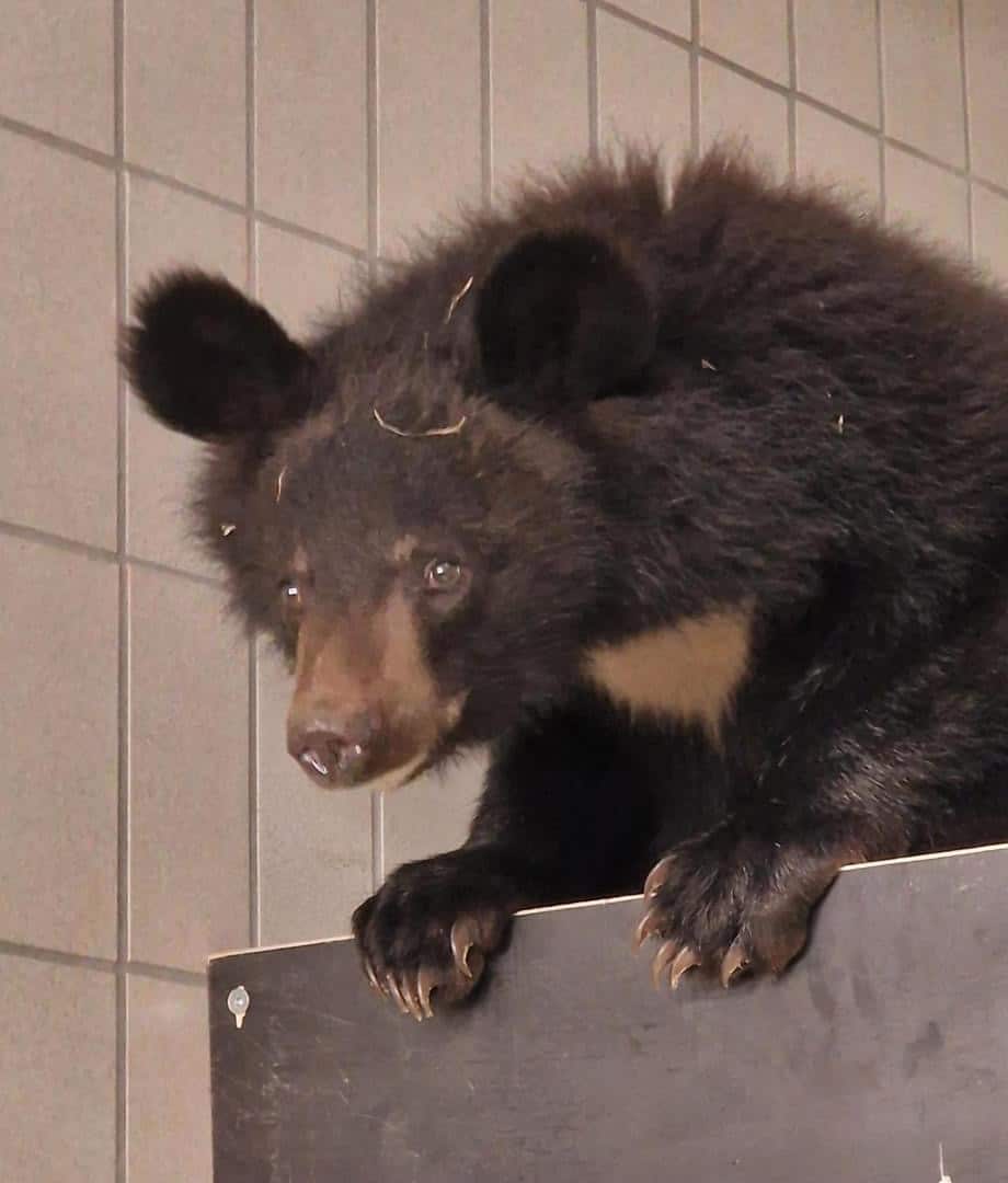 Neuer Bewohner für die Bärenanlage im Zoo Augsburg 2 Neuer Bewohner Für Die Bärenanlage Im Zoo Augsburg