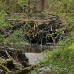 Stadt Kempten muss in Biberdamm am Stadtweiher eingreifen