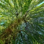 Ein Friedwald für Augsburg  | CSU und GRÜNE bringen Naturfriedhof in Wellenburg auf den Weg